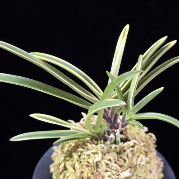 은세계 銀世界 Ginsekai