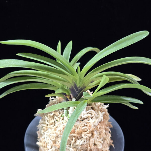 장자홍 長紫紅 Jangjahong