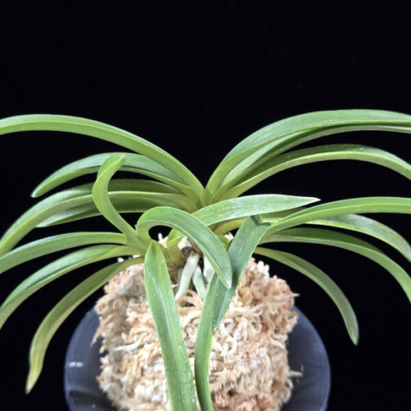 장자홍 長紫紅 Jangjahong