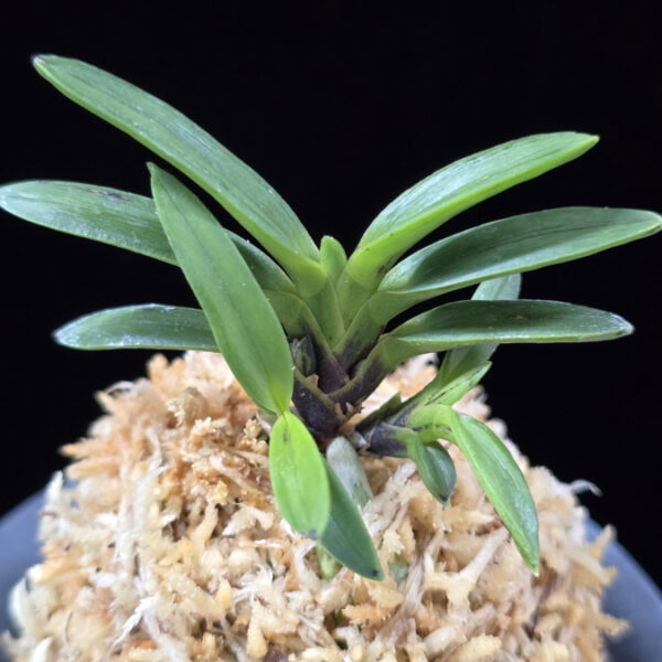 자옥 紫玉 Shigyoku