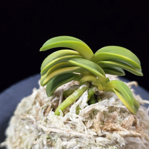 수해호반 樹海虎班 Jukaitora