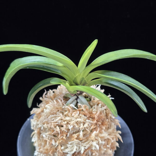 대파청해호 大波青海縞 Onamisekai Shima