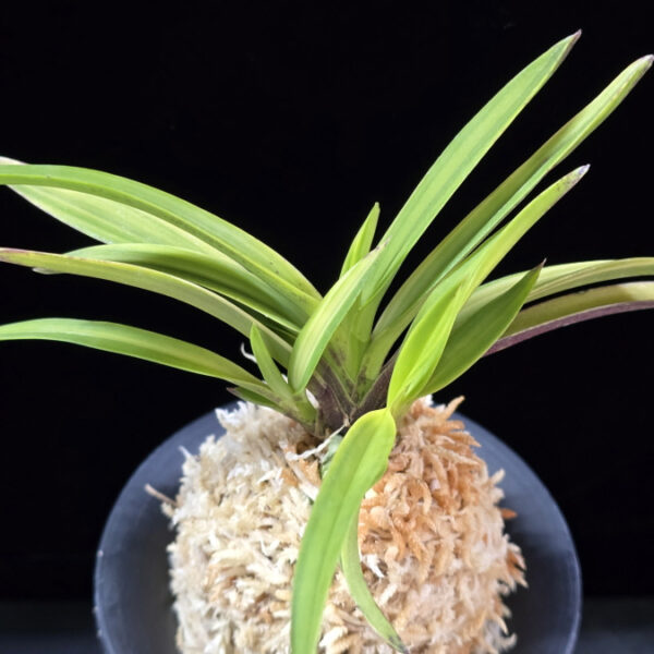 서황 瑞煌 Seohwang