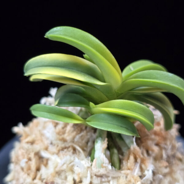 수해호반 樹海虎班 Jukaitora