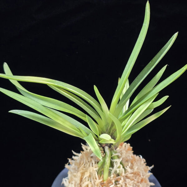 욱승 旭昇 Kyokusho