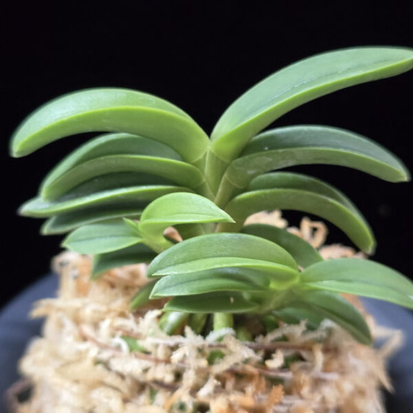 자홍 紫紅 Jahong