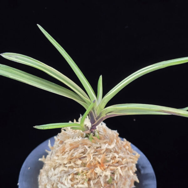 고도지설 古都之雪 Koto no yuki