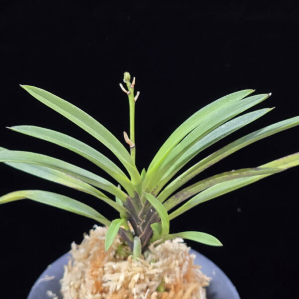 옥향로 玉香爐 Okhyangro(Tamakoro) (3spur)