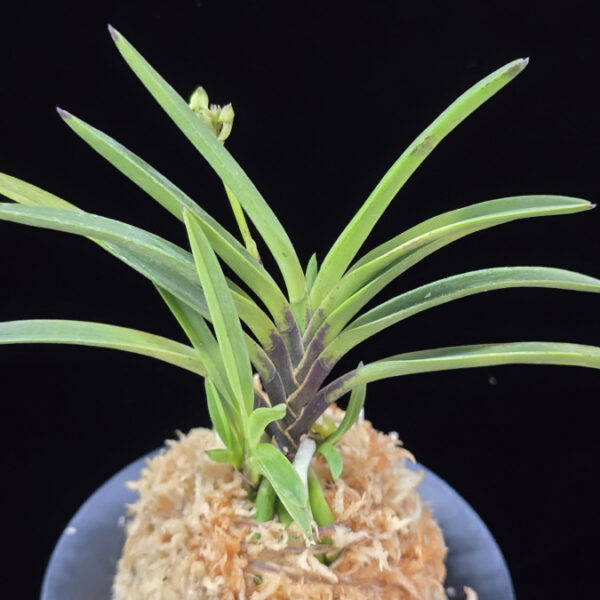 옥향로 玉香爐 Okhyangro(Tamakoro) (3spur)