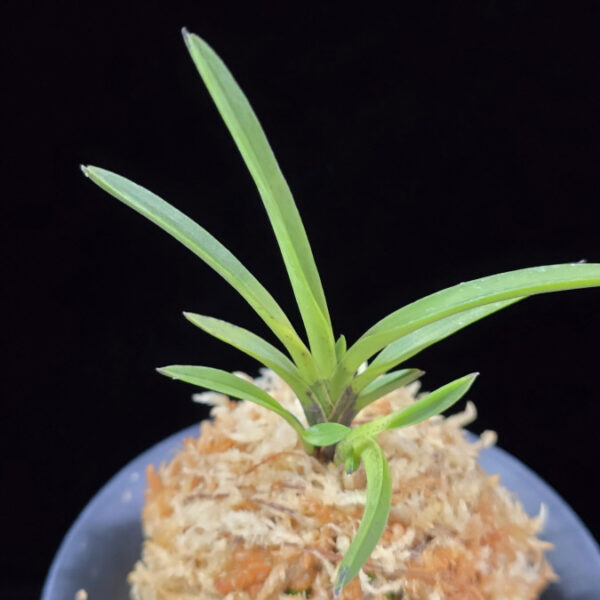 옥향로 玉香爐 Okhyangro(Tamakoro) (3spur)