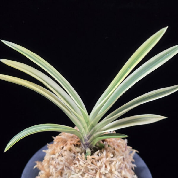 유리 琉璃 Yuri (Amami Kanpaku)