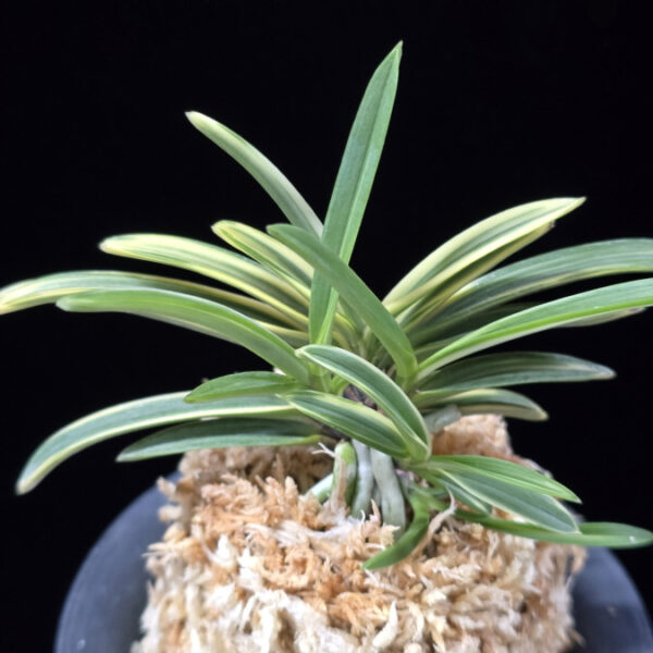 도조 都鳥 Miyakodori