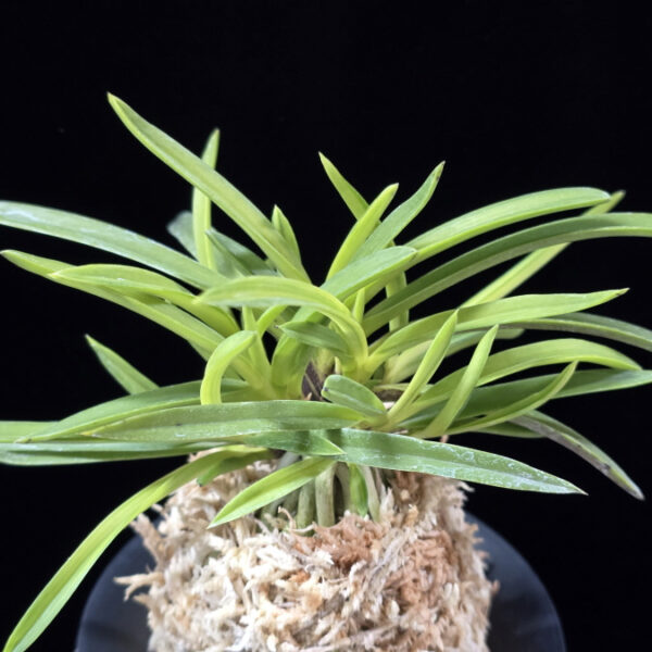 금화산 金華山 Kinkazan