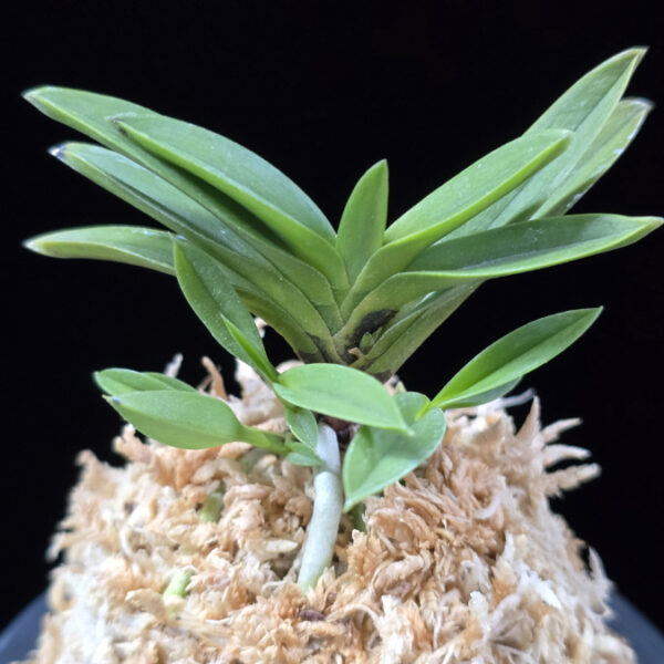 부용 芙蓉 Buyong