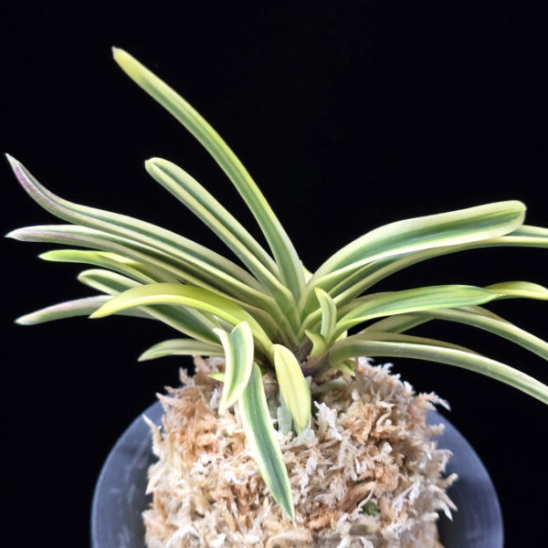 청호관 淸湖冠 Cheonghogwan