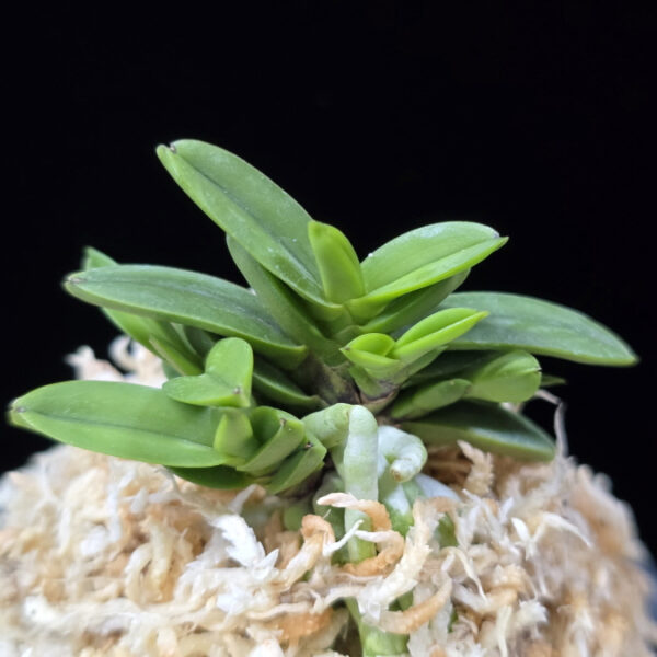 흑진주 黒真珠 Kuroshinju