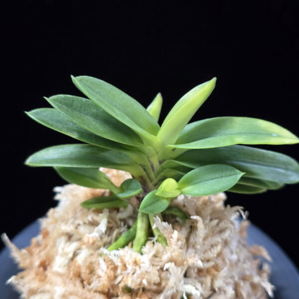 정설 淀雪 Jeongseol (Daiunkai+Yodo no matsu)