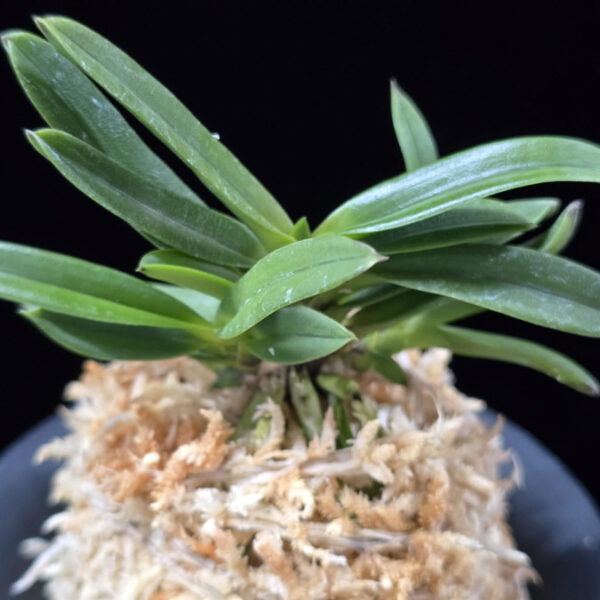 흑요 黑耀 Kokuyou