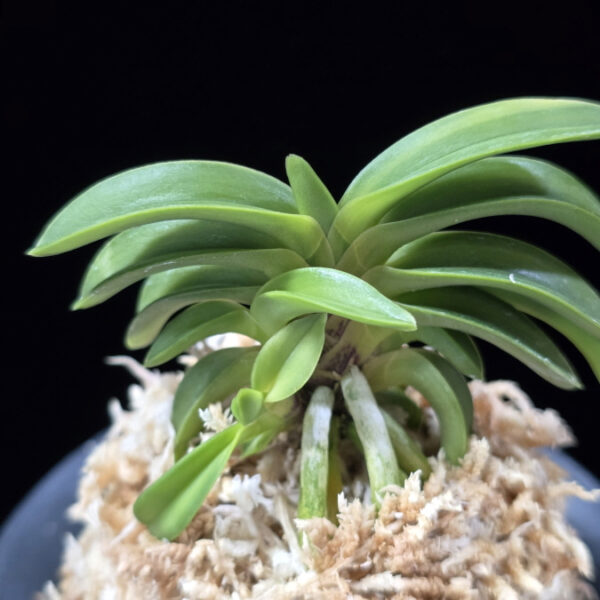 청담 淸潭 Cheongdam (Ruby root)