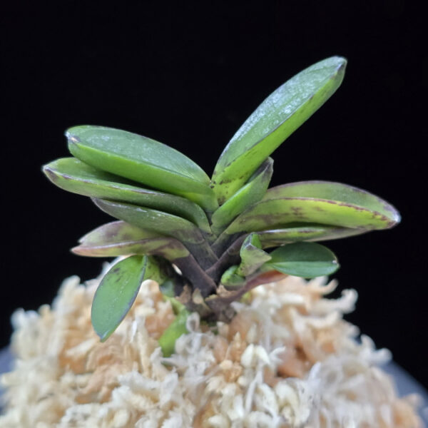 흑담 黑潭 Heukdam