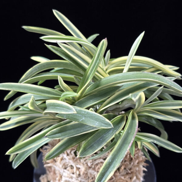 서학 西鶴 Saikaku