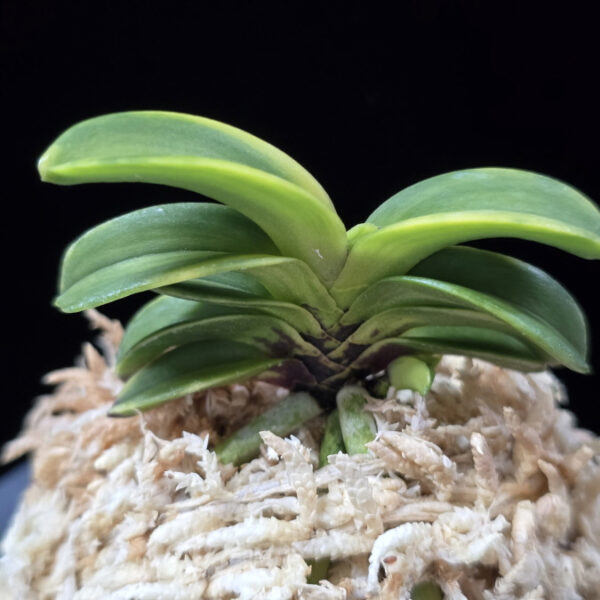 청해금 靑海錦 Seikai Nishiki