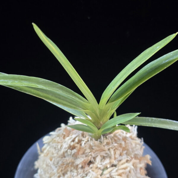 유곡금 幽谷錦 Yukoku Nishiki