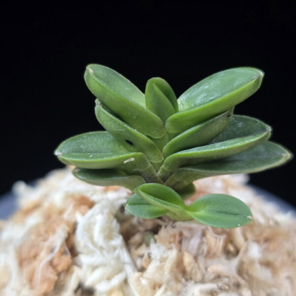 불이환 不二丸 Bulihwan