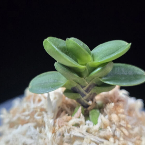 불이환 不二丸 Bulihwan