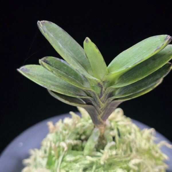 고조선 古朝鮮 Gojoseon(Kochosen)