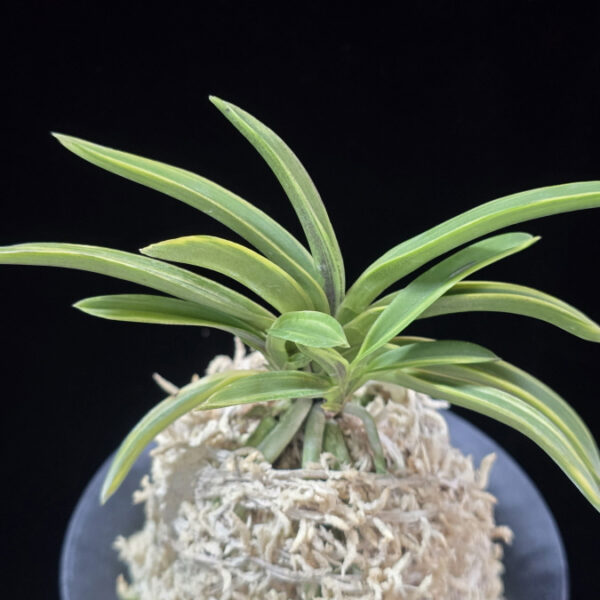 춘광 春光 Chungwang