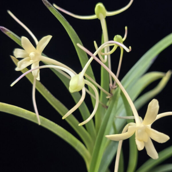 황지연 黃池淵 Hwangjiyeon (3spur)