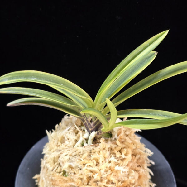 능직 綾織 Ayaori(Neungjik)