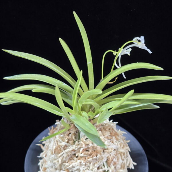 호접지무 胡蝶の舞 Kocho no Mai