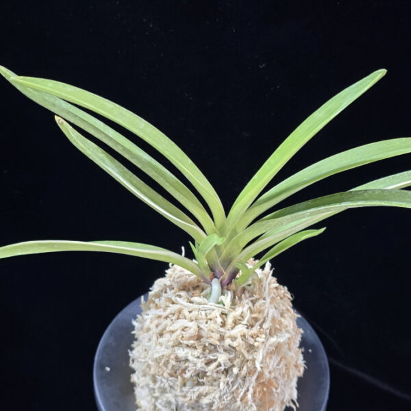 서능금 西凌錦  Seoneunggeum