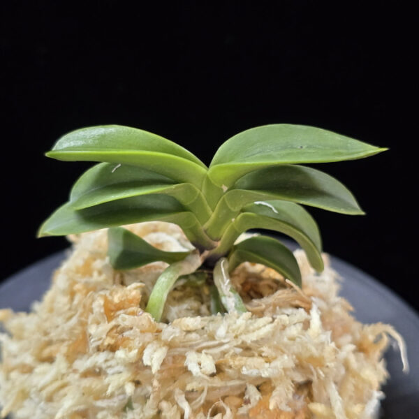 자홍 紫紅 Jahong