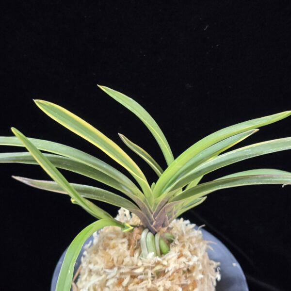 대팔주 大八州 Ouyashima