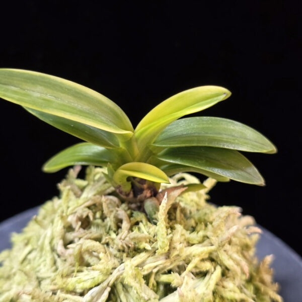 화천금 華泉錦 Kasen Nishiki