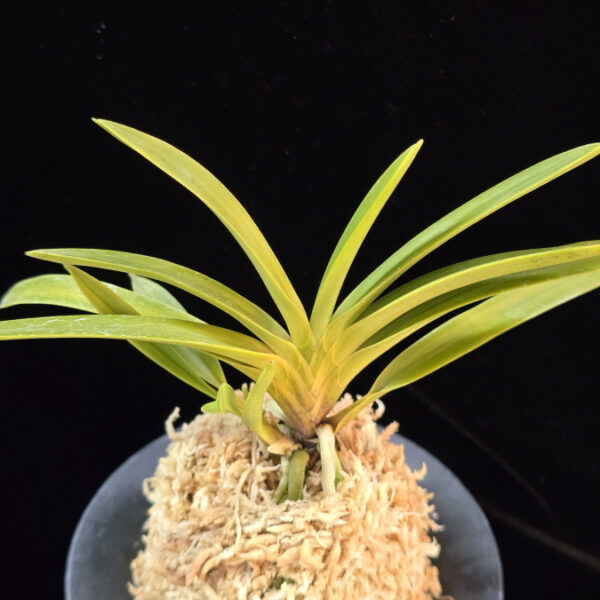 백천황 白天晃 Hakutenko ( White root)