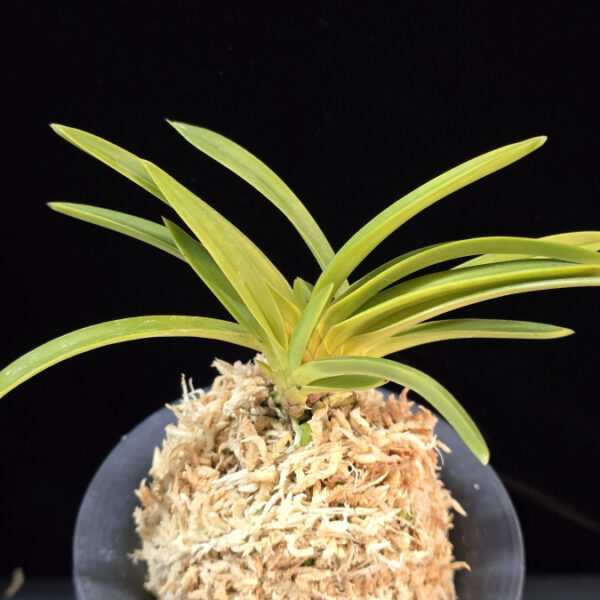 백천황 白天晃 Hakutenko ( White root)