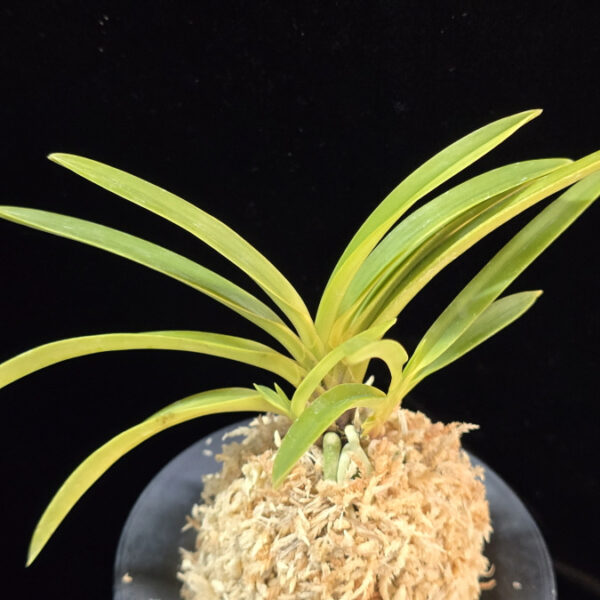 백천황 白天晃 Hakutenko ( White root)