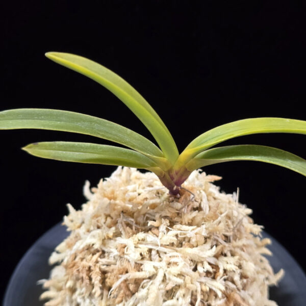 진월 真月 Shingetsu