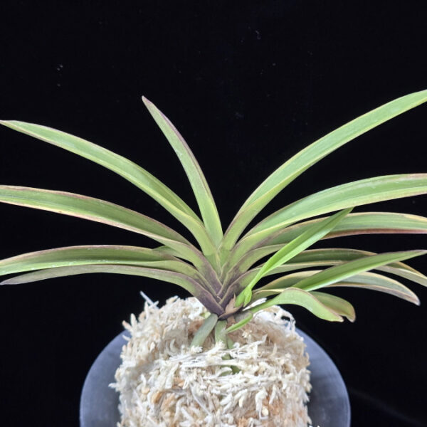 수홍 琇紅 Suhong