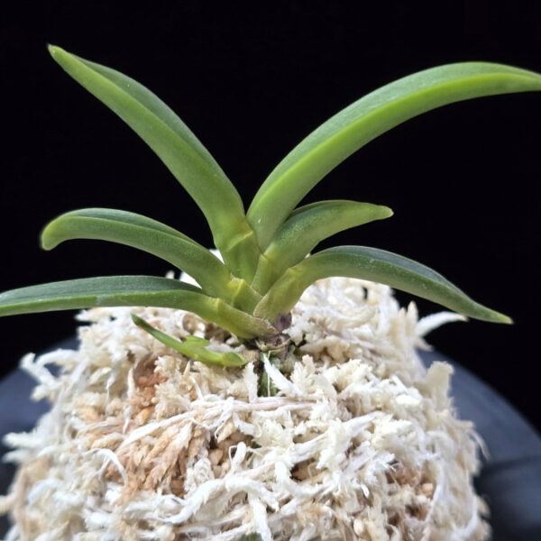 변천 弁天 Benten