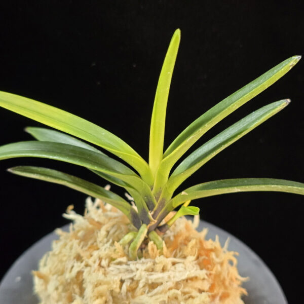 금모단 金牡丹 Kinbotan (Ruby root)