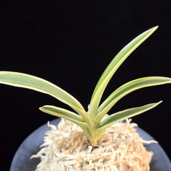 지리산 智異山 Jirisan