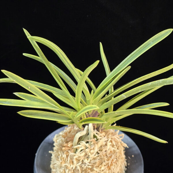 장생전 長生殿 Choseiden