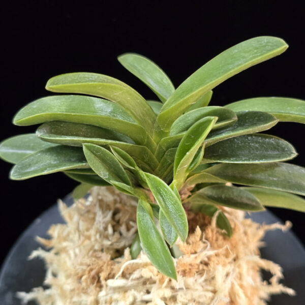 오동 烏童 Odong (Eboshimaru Short Leaves )