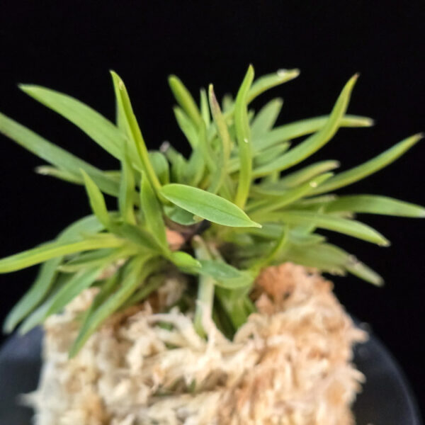 용사자 龍獅子 Yongsaja (Ryujishi)