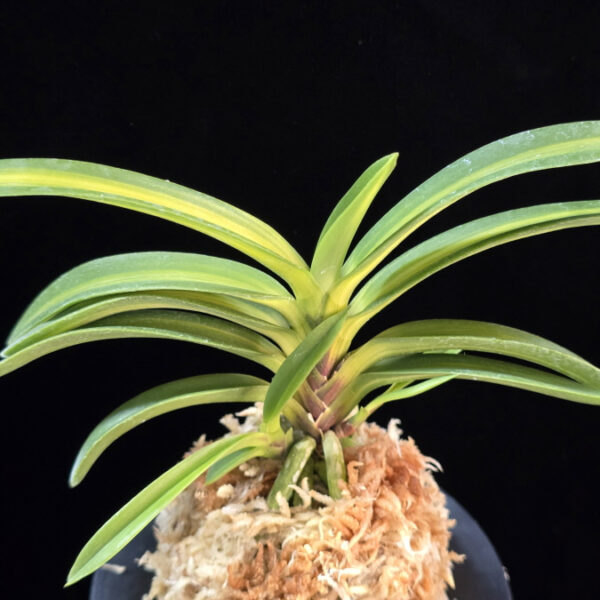 태명금 太明錦 Taemyeongguem